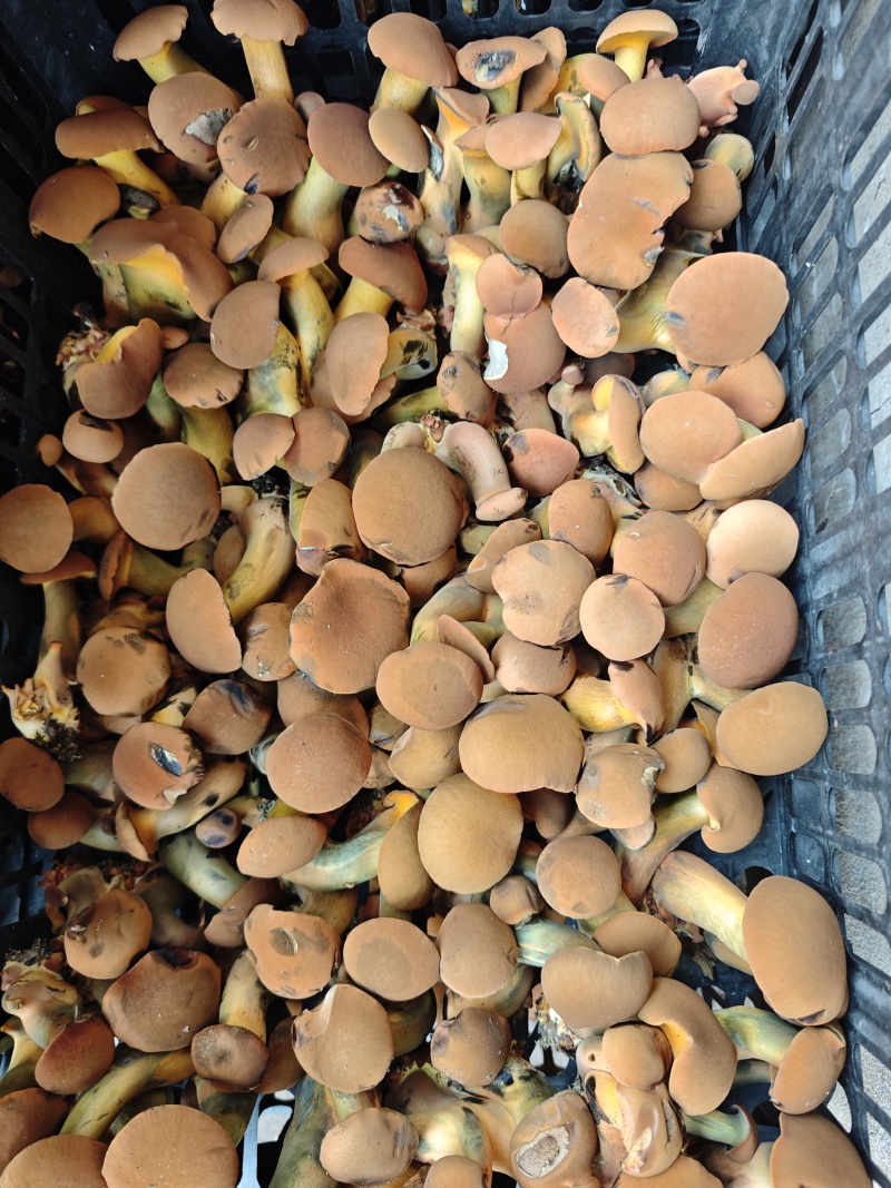 人工见手青干片黄牛肝，无毒无沙无虫，菌香味浓郁！
