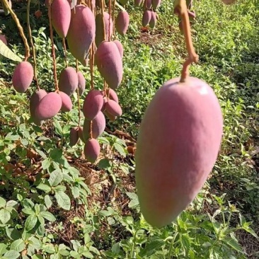 沿江河谷贵妃芒