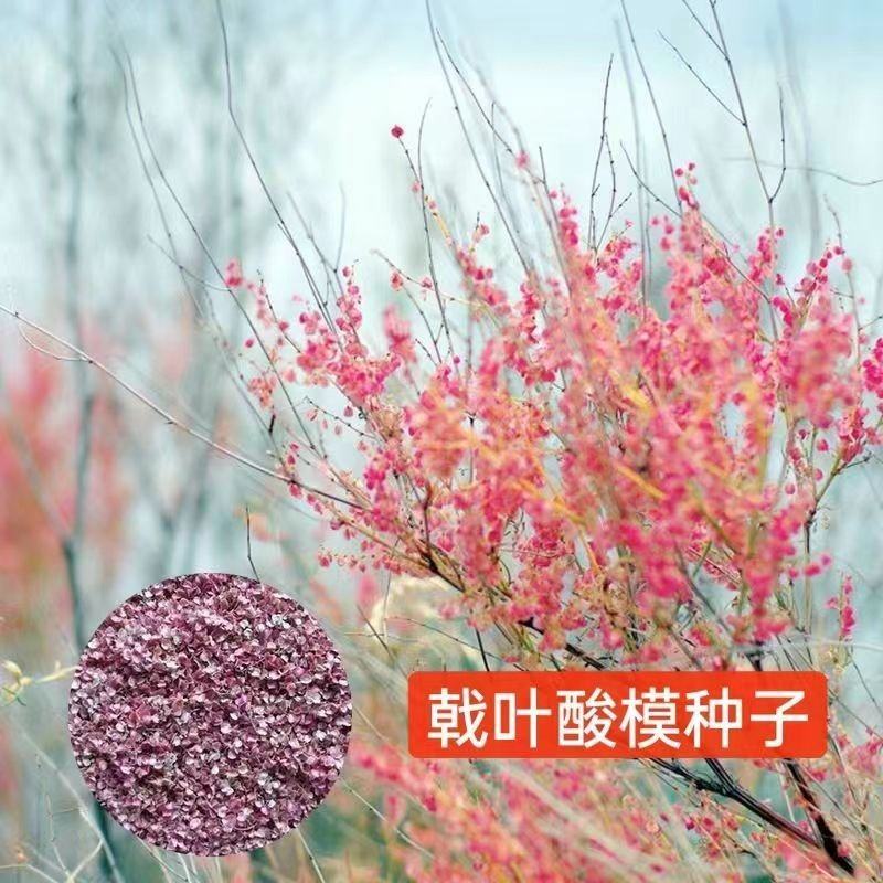 戟叶酸模种子林木种籽四季边坡护坡矿山生态修复恢复用种灌木