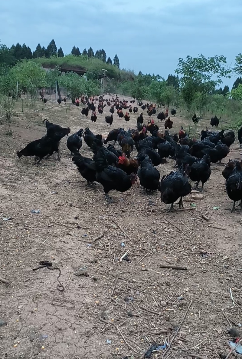 半年粮食散养乌鸡，肉质劲道