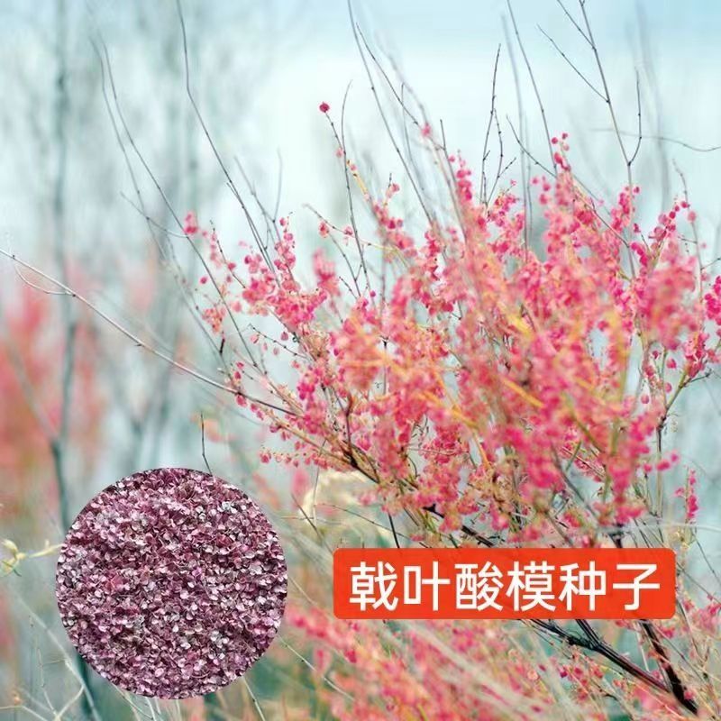 戟叶酸模种子林木种籽四季边坡护坡矿山生态修复恢复用种灌木