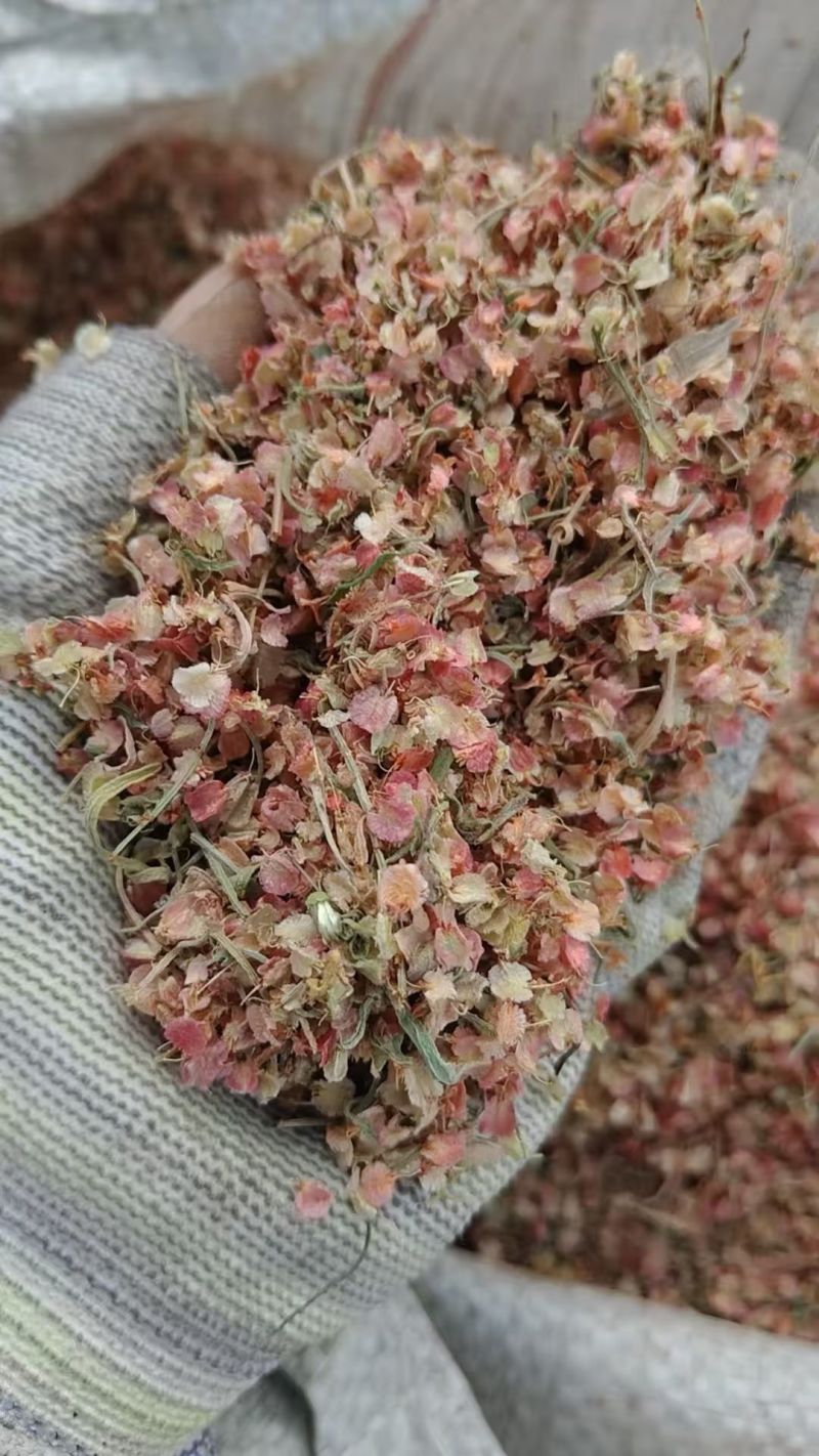 戟叶酸模种子林木种籽四季边坡护坡矿山生态修复恢复用种灌木
