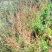 戟叶酸模种子林木种籽四季边坡护坡矿山生态修复恢复用种灌木