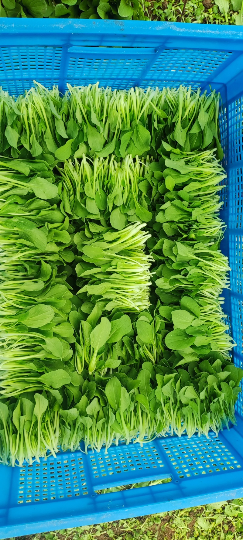 深圳鸡毛菜基地！长年每天新货供应！深圳现割每天从深圳发货