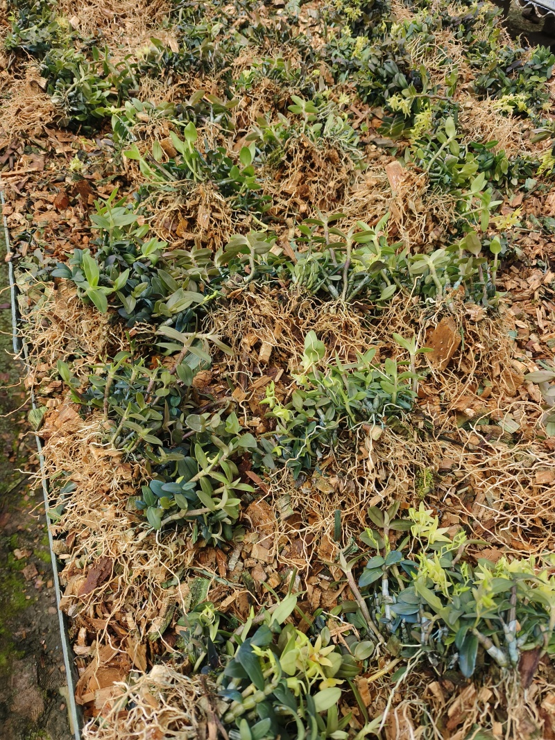 优质铁皮石斛驯化苗、基地现拔现发、量大详谈！