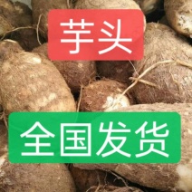 牛奶8520毛芋头/产地直发/按需加工/价格不高全国发货