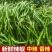 湖北高山3号线椒软皮线椒大量上市基地直发保质保量对接商超