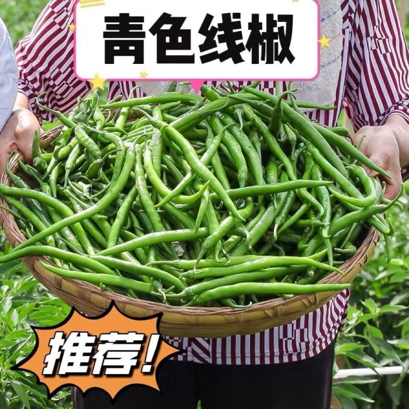 湖北高山3号线椒软皮线椒大量上市基地直发保质保量对接商超