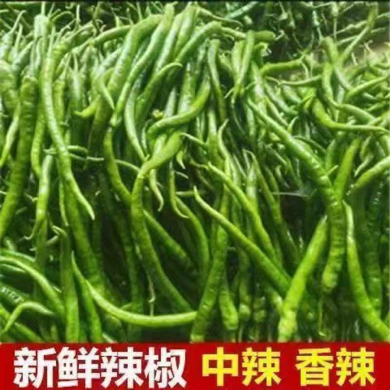 【鲜辣椒大量上市新鲜采摘，辣度适中，快来选购吧！】