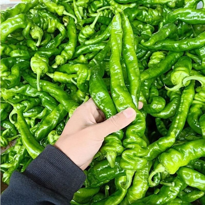 【鲜辣椒大量上市新鲜采摘，辣度适中，快来选购吧！】