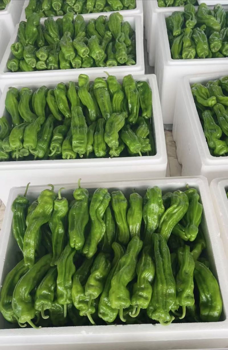 大皱皮【芜湖椒】薄皮椒大量上市需要的老板联系，全国发货