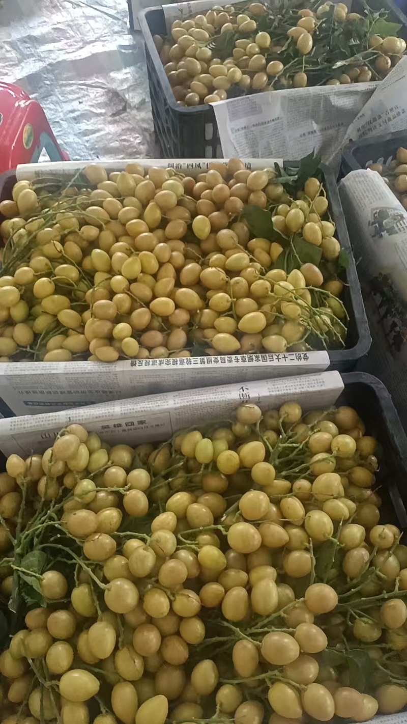广西黄皮果无籽黄皮鸡心黄皮、土黄皮、黑金刚黄皮果代办包园