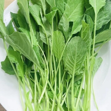 芥兰苗可批发，都是当天新鲜的，质量嘎嘎好，可视频看