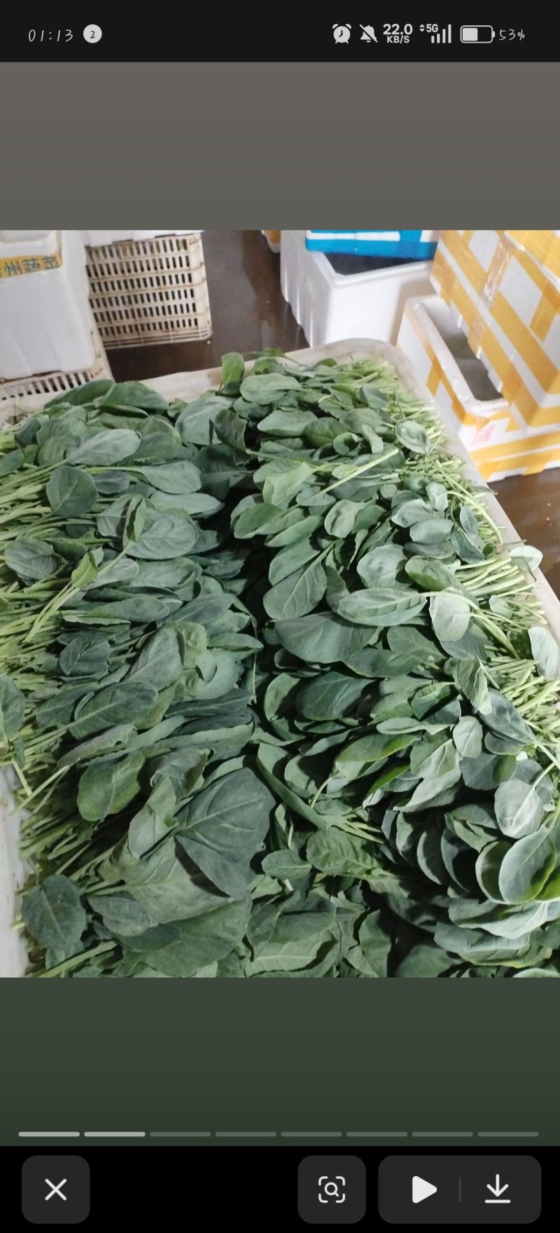 芥兰苗可批发，都是当天新鲜的，质量嘎嘎好，可视频看