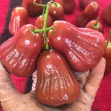 莲雾（黑金刚）基地现摘先发