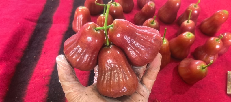莲雾（黑金刚）基地现摘先发