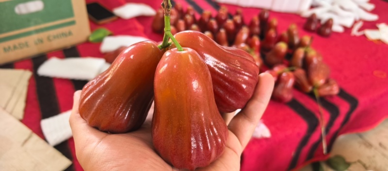 莲雾（黑金刚）基地现摘先发