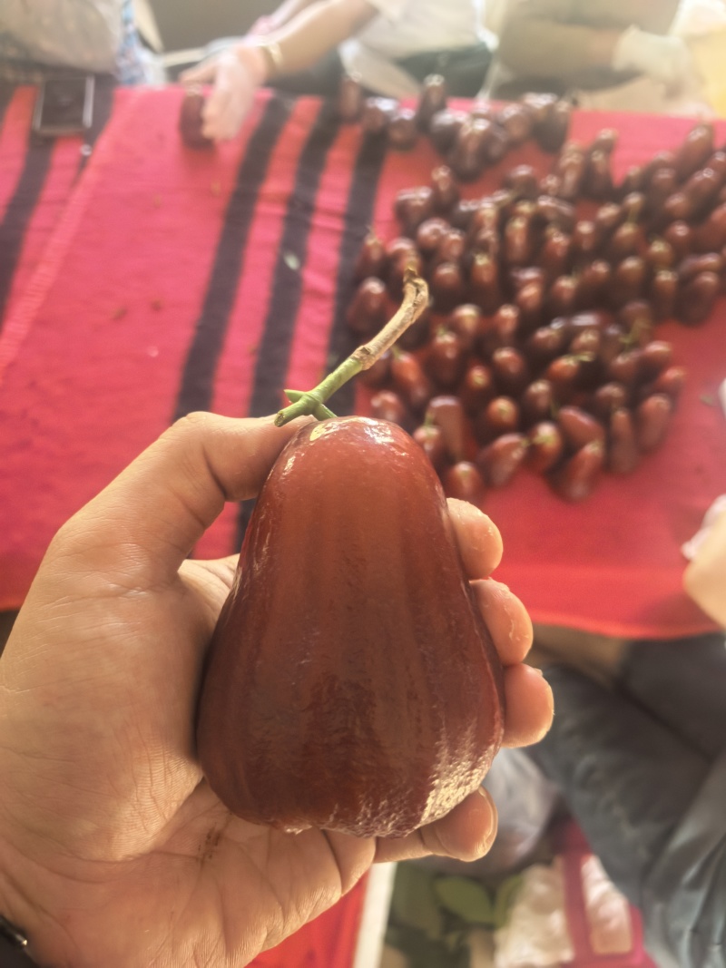 莲雾（黑金刚）基地现摘先发