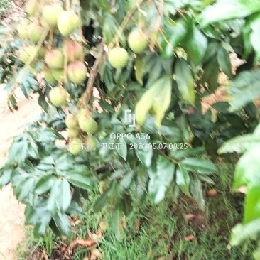 荔枝