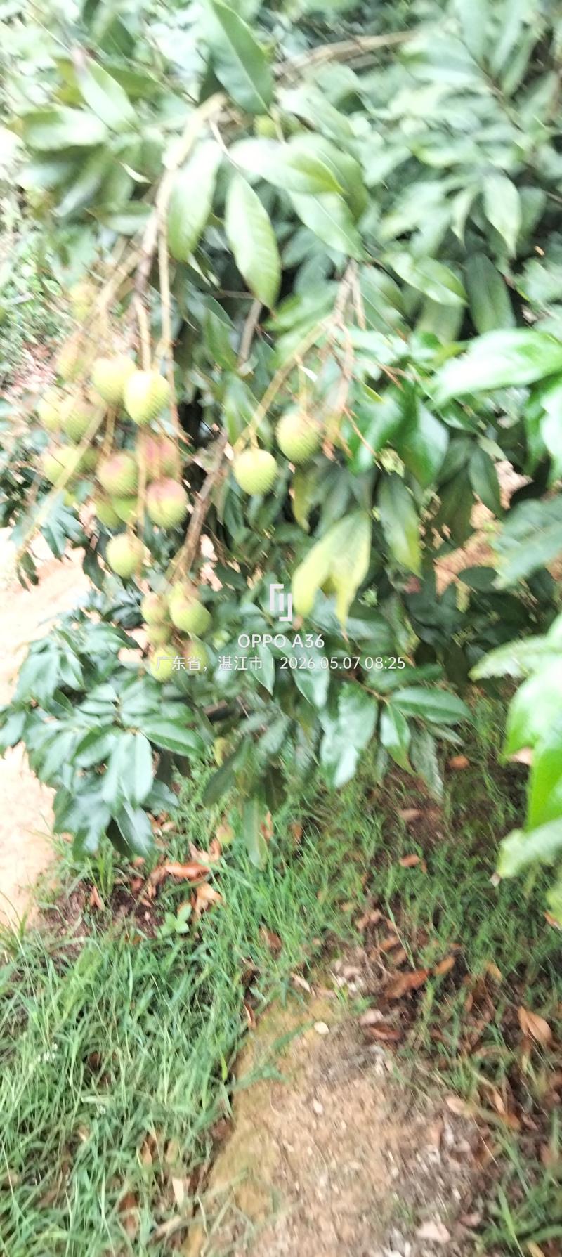 荔枝