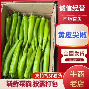 陕西黄皮尖椒大量供应需要的老板联系面向全国接单,质量保证