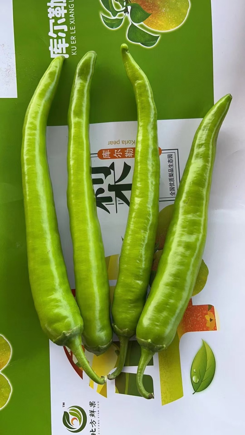 陕西黄皮尖椒大量供应需要的老板联系面向全国接单，质量保证