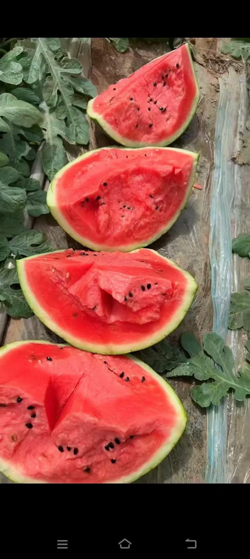 甜王西瓜，陕西甜王西瓜，无籽西瓜🍉，产地直发🍉