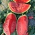 甜王西瓜，陕西甜王西瓜，无籽西瓜🍉，产地直发🍉