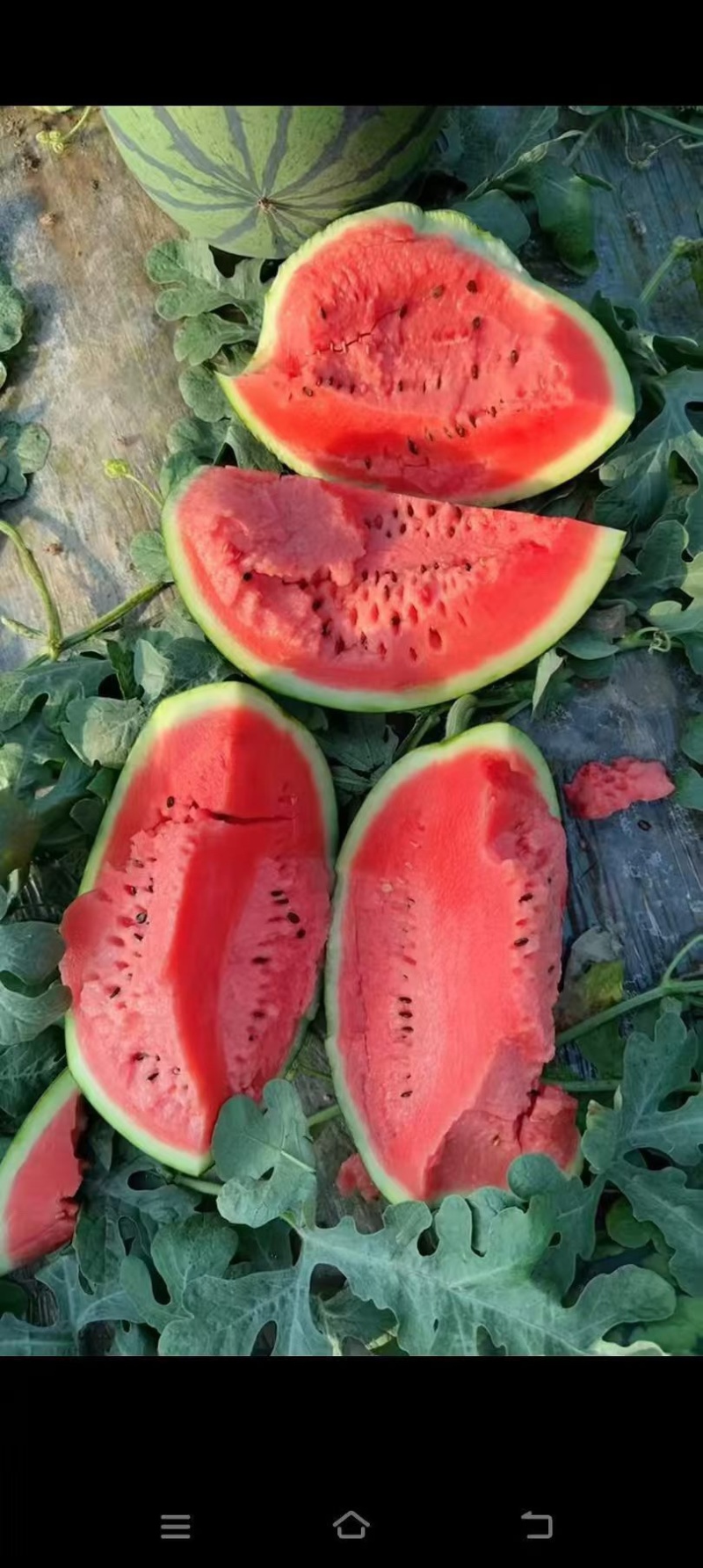 甜王西瓜，陕西甜王西瓜，无籽西瓜🍉，产地直发🍉