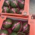 甜王西瓜，陕西甜王西瓜，无籽西瓜🍉，产地直发🍉