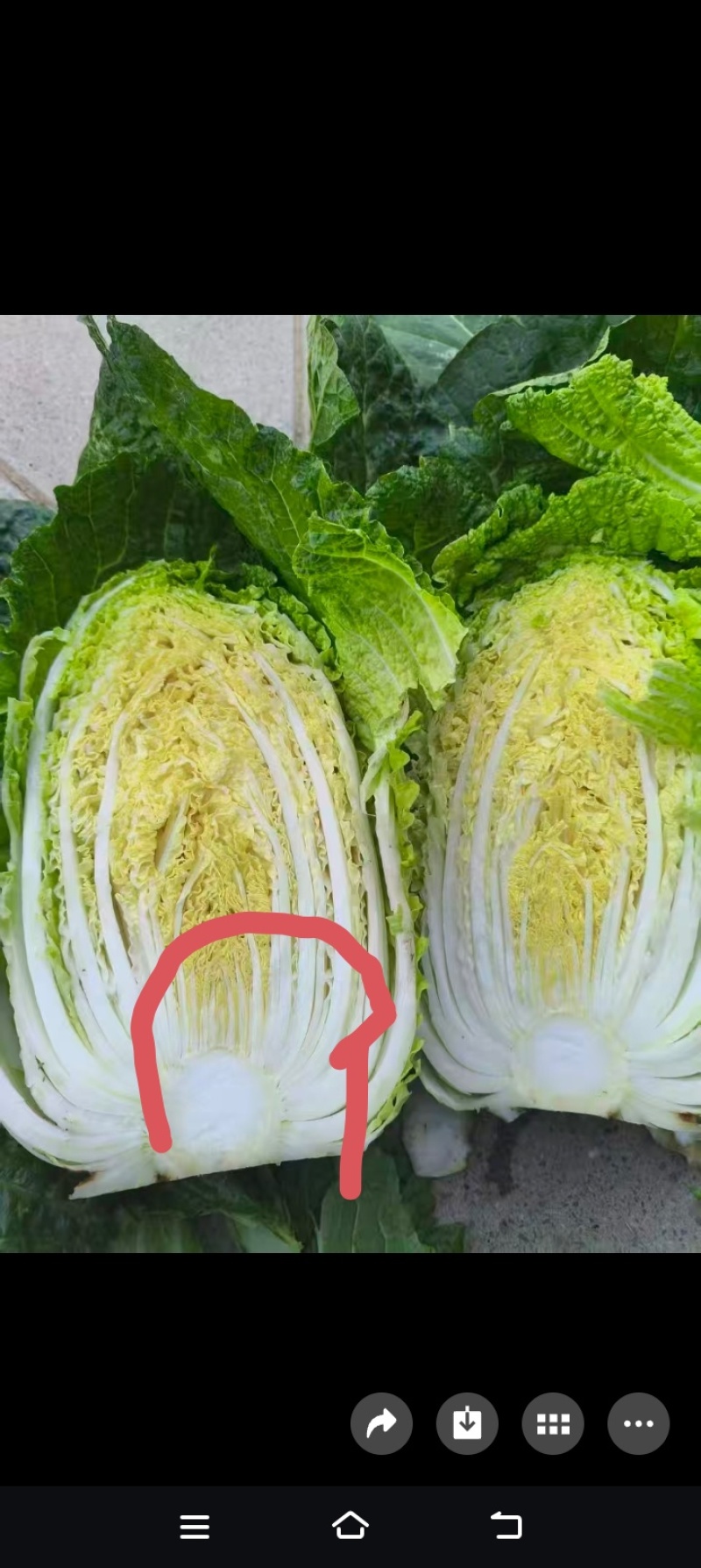 黄心菜玲珑黄秋黄亮玲珑
