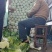 黄心菜玲珑黄秋黄亮玲珑
