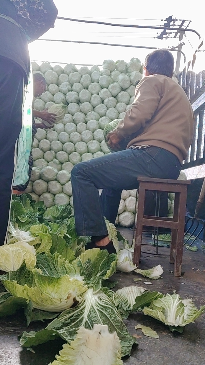 黄心菜玲珑黄秋黄亮玲珑