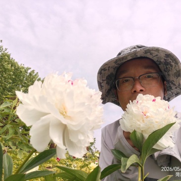 芍药,紫凤朝阳,大富贵,红峰等十几个品种产地大量发货。