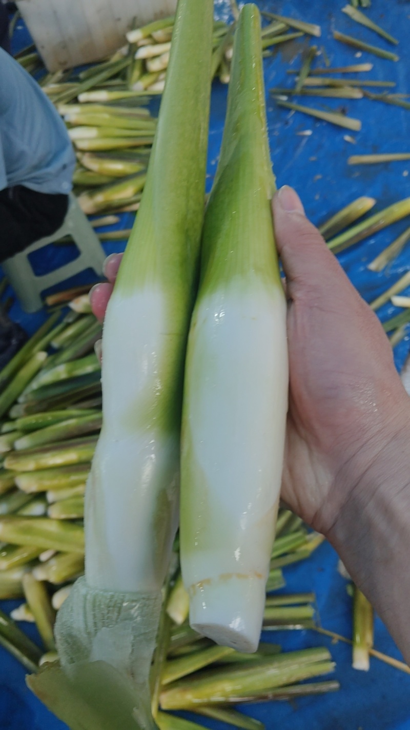 电商精品茭白每日现采鲜货