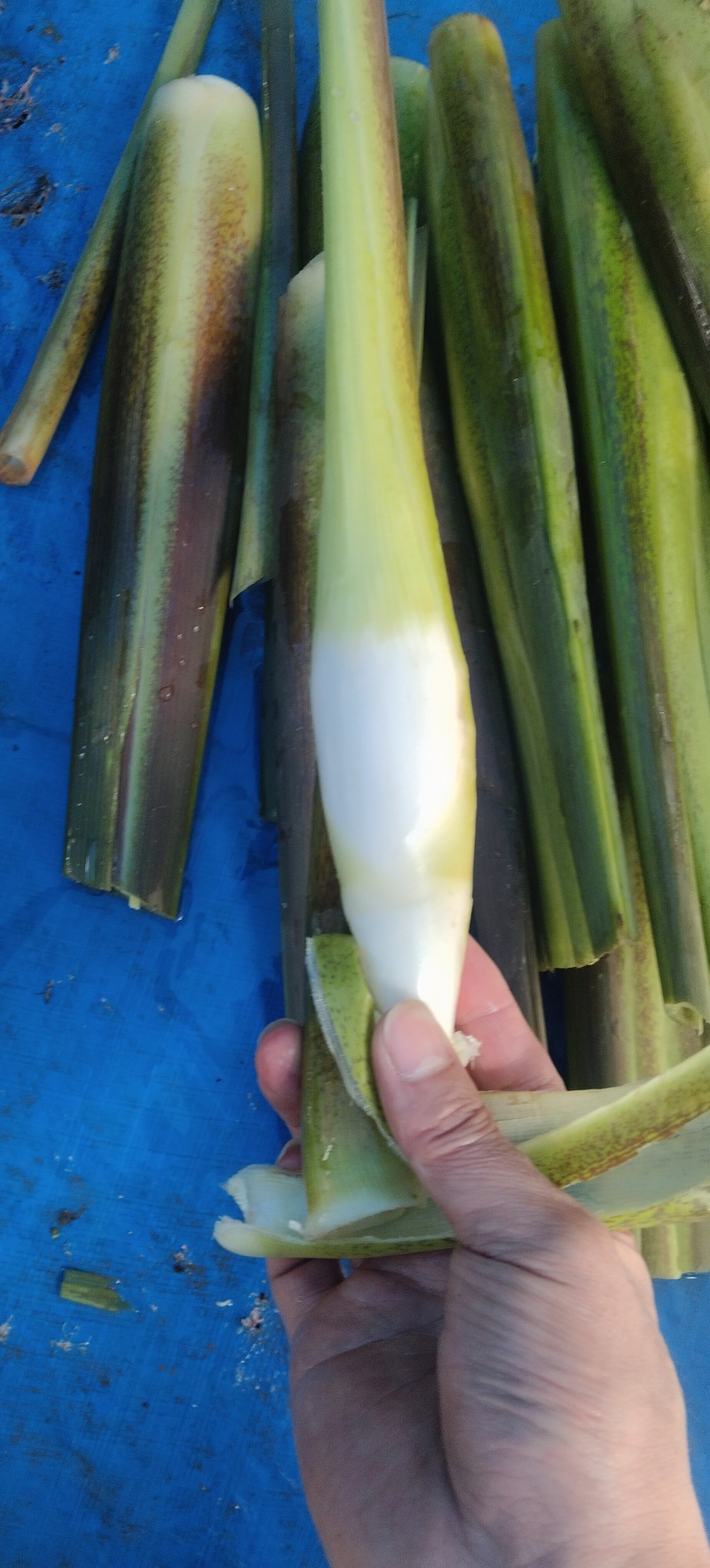 电商精品茭白每日现采鲜货