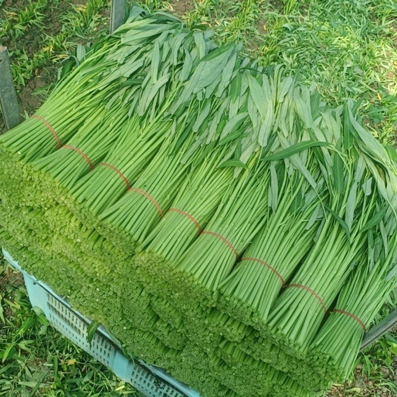 精品空心菜