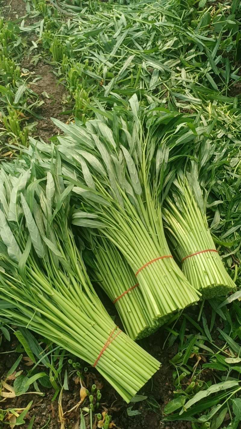精品空心菜