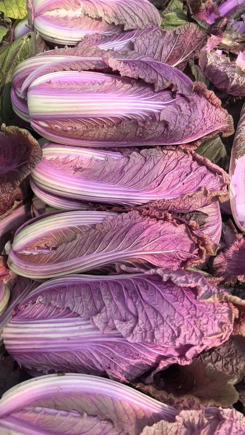 紫白菜