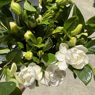栀子花切花