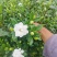 栀子花切花