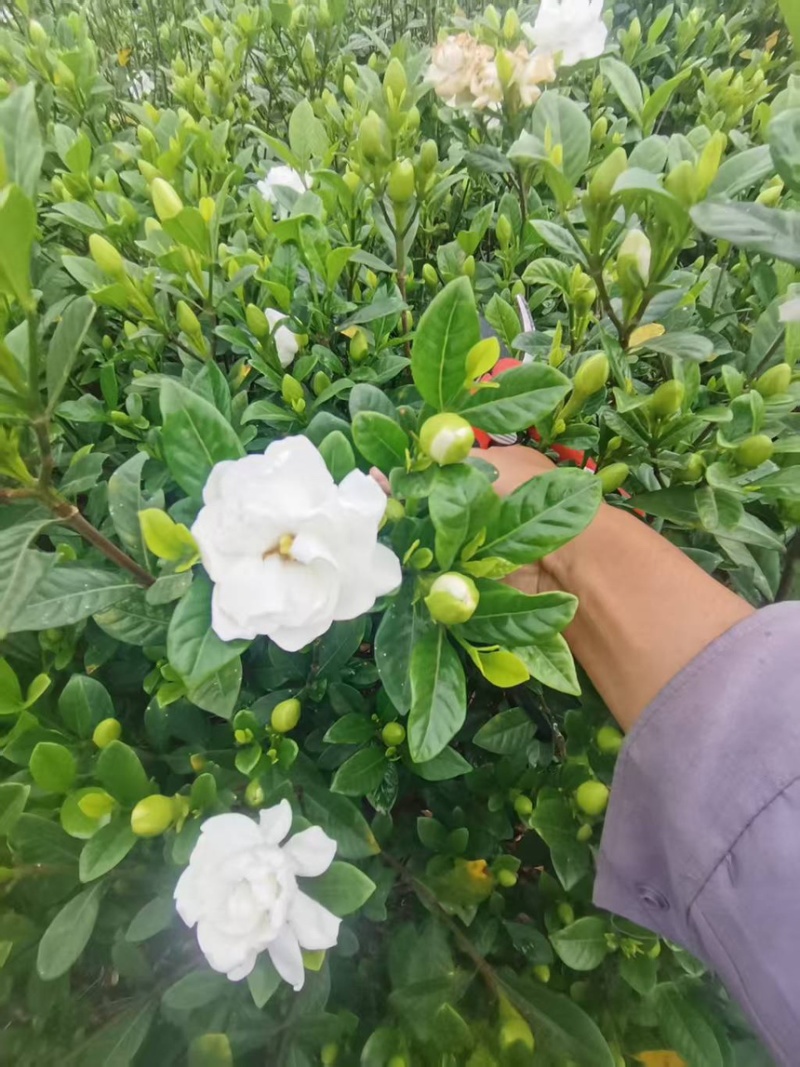 栀子花切花