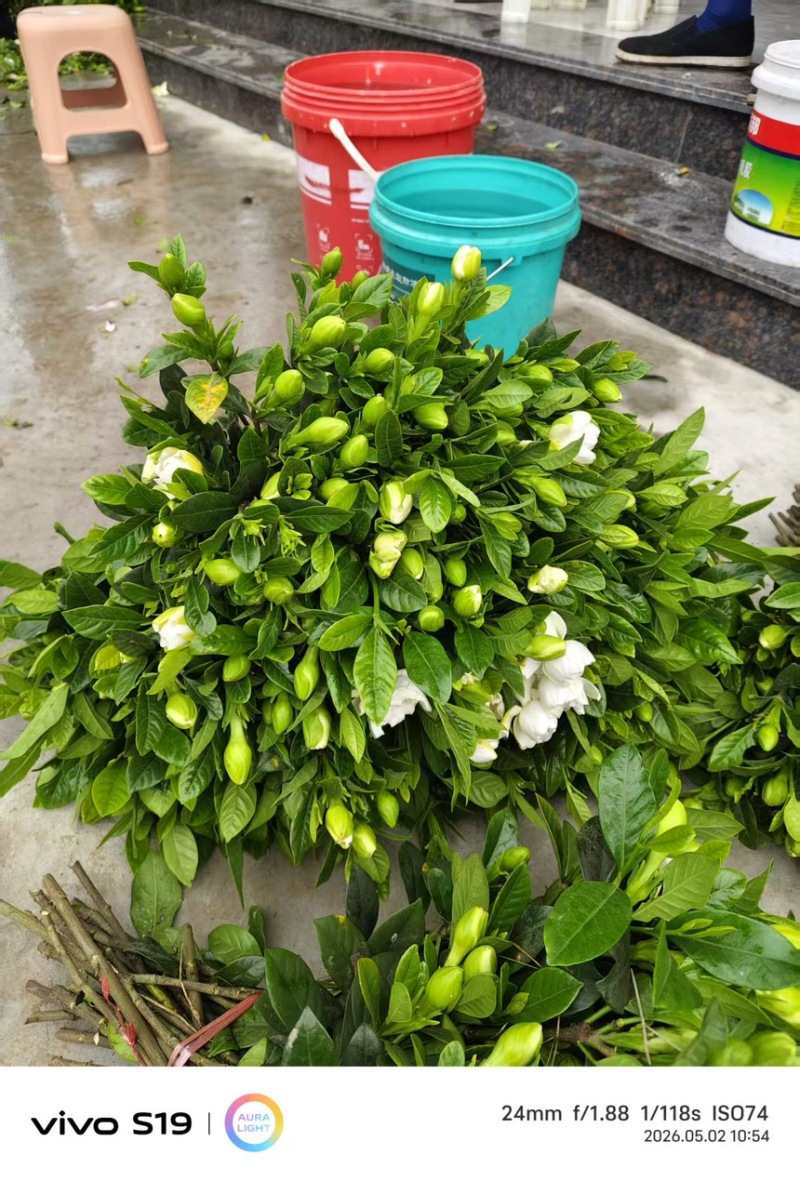 栀子花切花