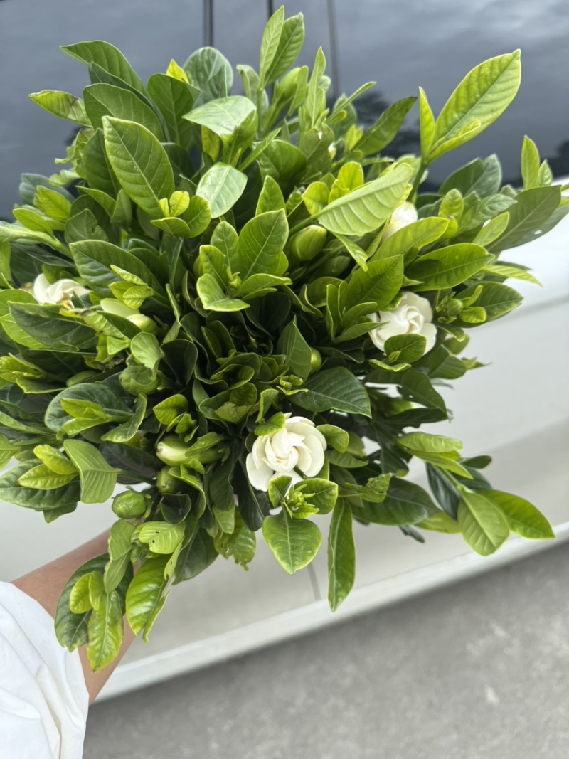 栀子花切花