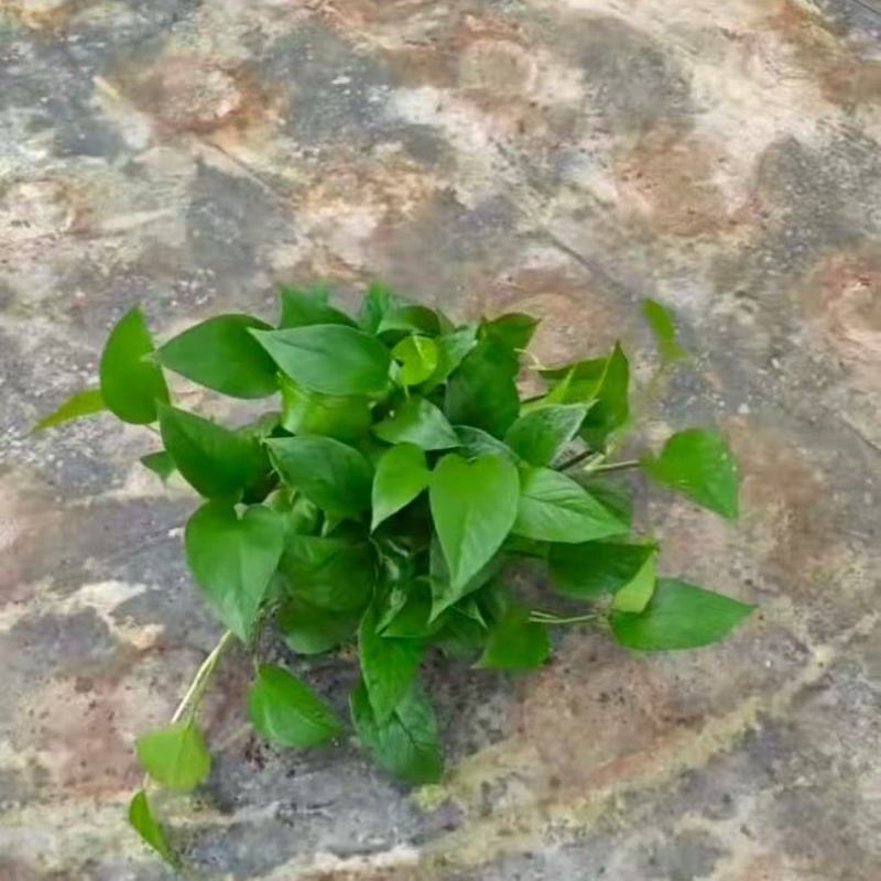 高红盆