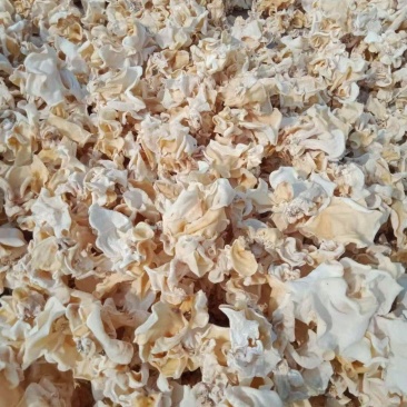 大白木耳山东食用菌种植基地大白毛木耳大片白木耳无根白木耳
