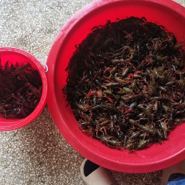 大量新鲜小龙虾，现货速发，欢迎老板前来选购