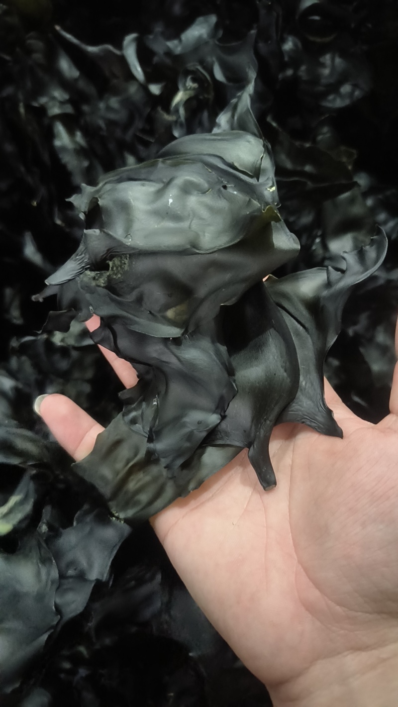 烘干海带头