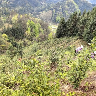 原生态天然野生茶园人工除草茶园