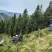 原生态天然野生茶园人工除草茶园
